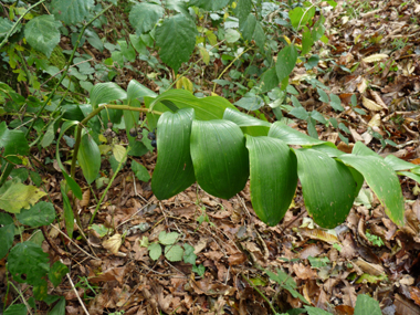 Feuilles alternes sessiles. Agrandir dans une nouvelle fenêtre (ou onglet)